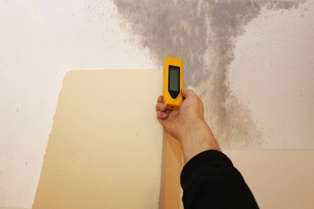 Best Environmental Consulting for Mold Prevention  in Wallington, NJ