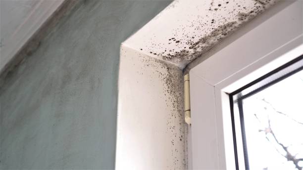 Best Airborne Mold Testing  in Wallington, NJ
