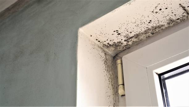 Best Emergency Mold Remediation  in Wallington, NJ