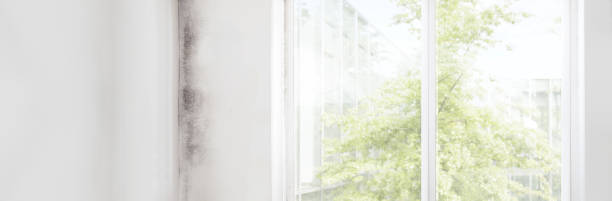 Best Mold Remediation for Healthcare Facilities  in Wallington, NJ