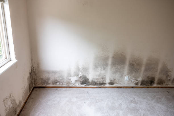 Best Asbestos and Lead Testing During Mold Inspection  in Wallington, NJ