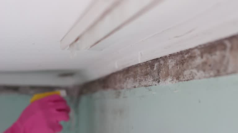 Best Attic Mold Removal  in Wallington, NJ